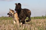 BOUVIER DES ARDENNES 193
